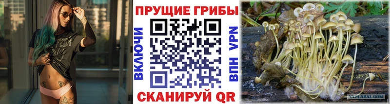 наркота Электросталь Псилоцибиновые грибы Cubensis